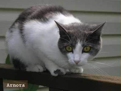 Arnora