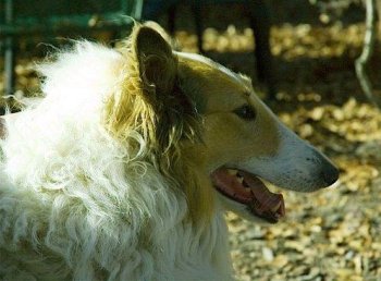 dog2